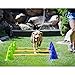 Ball Dynamics FitPAWS CanineGym Agility Kit