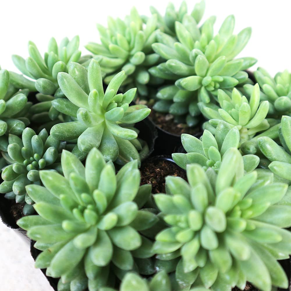 中型 多肉植物 緑とピンク*3 多肉植物 中型 緑とピンク*3