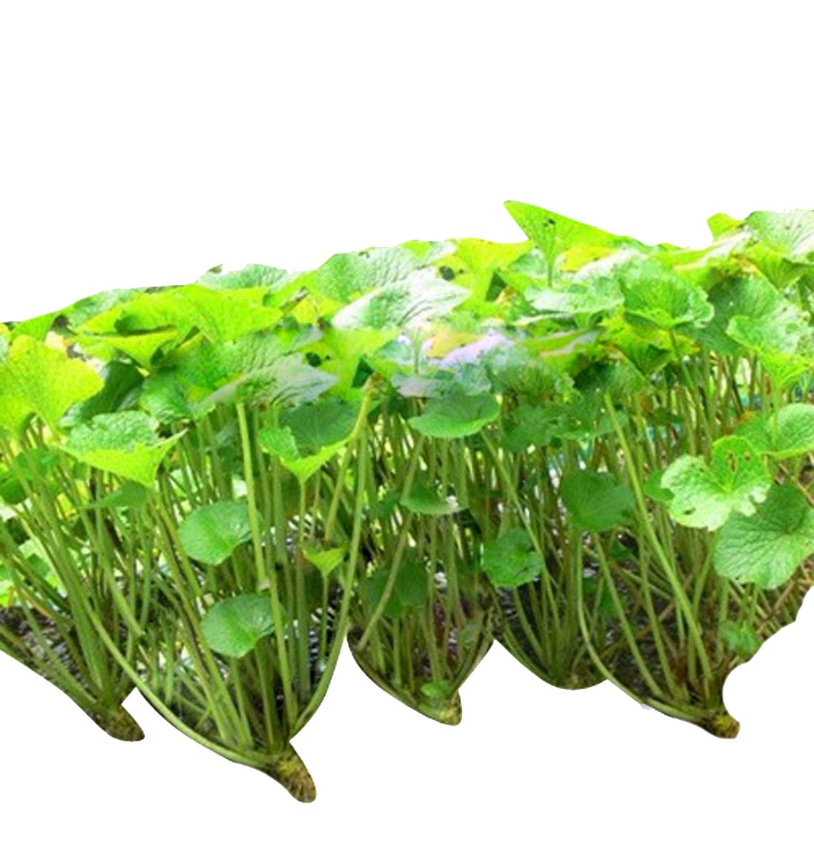 Futaba Japanese Horseradish/Wasabi seeds 50 Pcs Amazon.in Garden & Outdoors