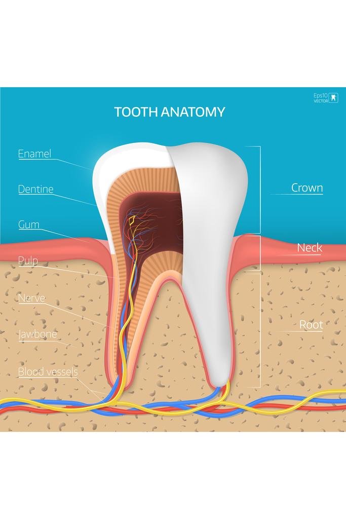 Tooth Scructure Buy Laminated Human Tooth Structure Cross Section Anatomy Diagram ...