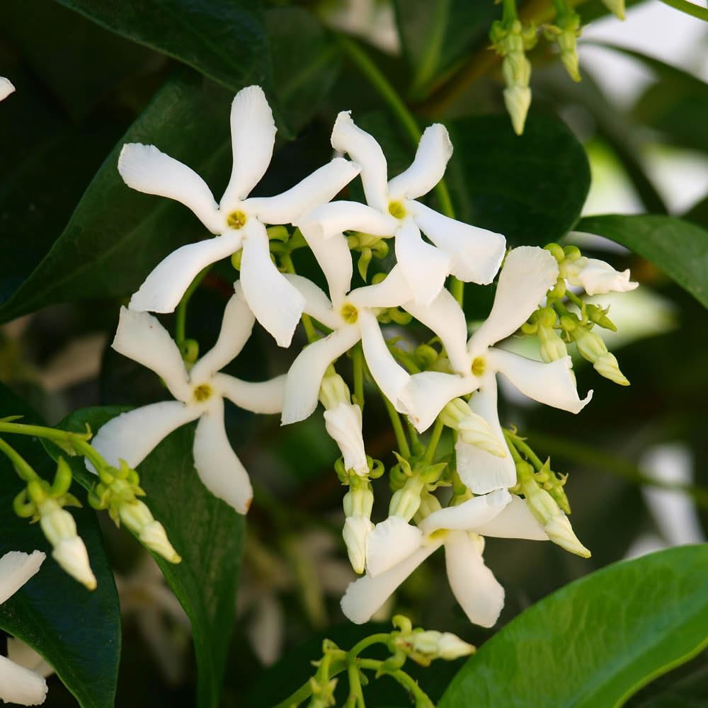 YouGarden Trachelospermum jasminoides in a 9cm Pot, Ready to Plant, Climbing Plant with White Summer Flowers, Fragrant Flowers for Pots and Borders in The Garden