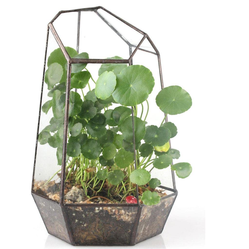 B Baosity Terrarium Géométrique Irrégulier pour Plantes Succulentes - Décoration Intérieure, Cuivre 6, 12 x 12 x 19cm