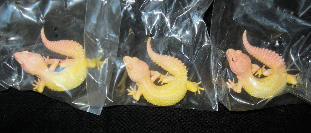 ヒョウモントカゲモドキ（ブリザード） ヤモリ大全 ヒョウモントカゲモドキ ブリザード♀ | ペットレーダー