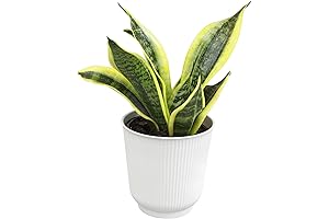 Live Snake Plant in Decorative White Pot