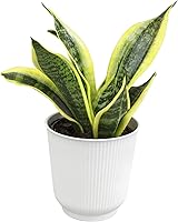 Vista 1 de Planta de serpiente viva con maceta blanca decorativa, Sansevieria Trifasciata Superba, planta de interior enraizada completamente, planta de lengua