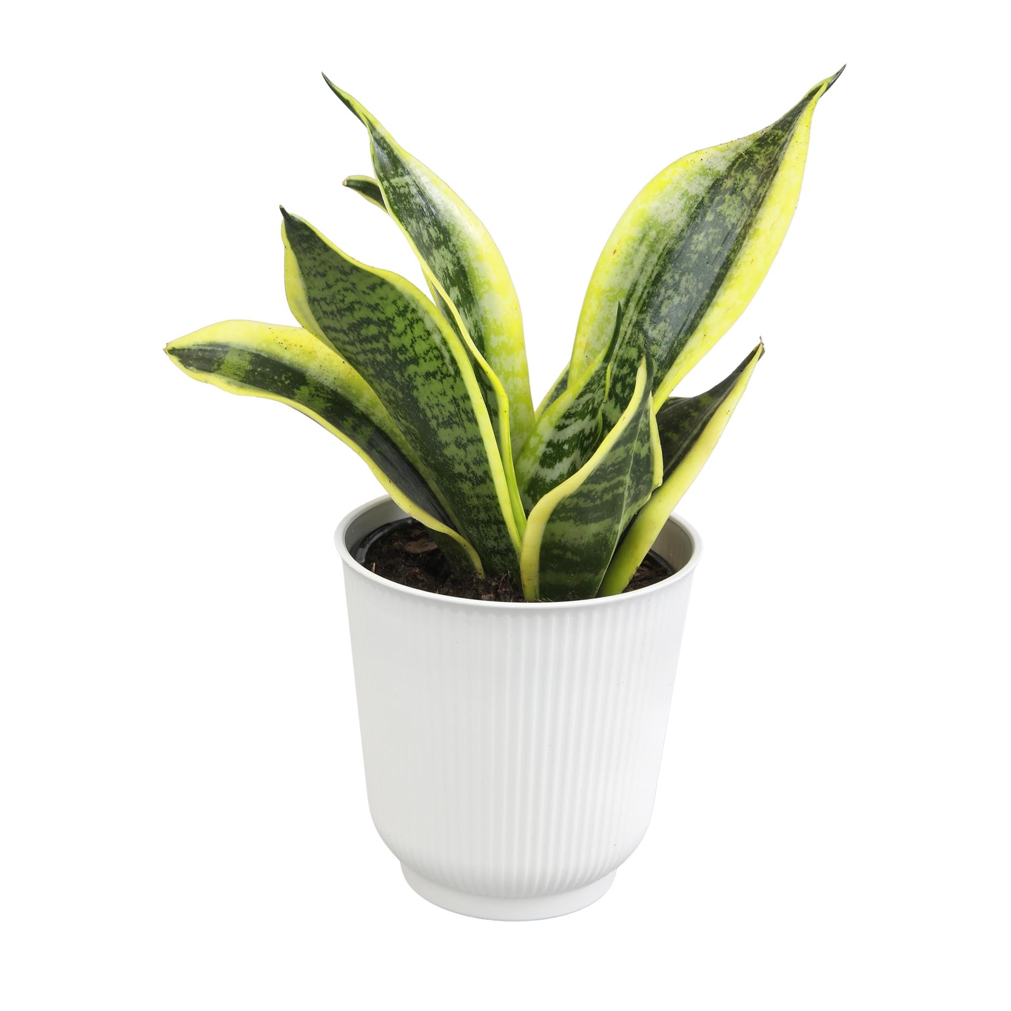 Sansevieria Superba in White Pot