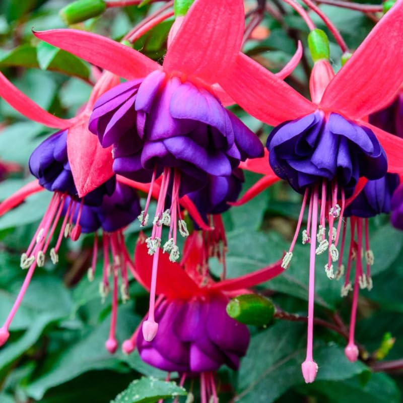 2 Blue Fuchsia Plants Live, Hardy Fuchsia Flower for Hanging Baskets and Containers, Plugs 3-5" Tall