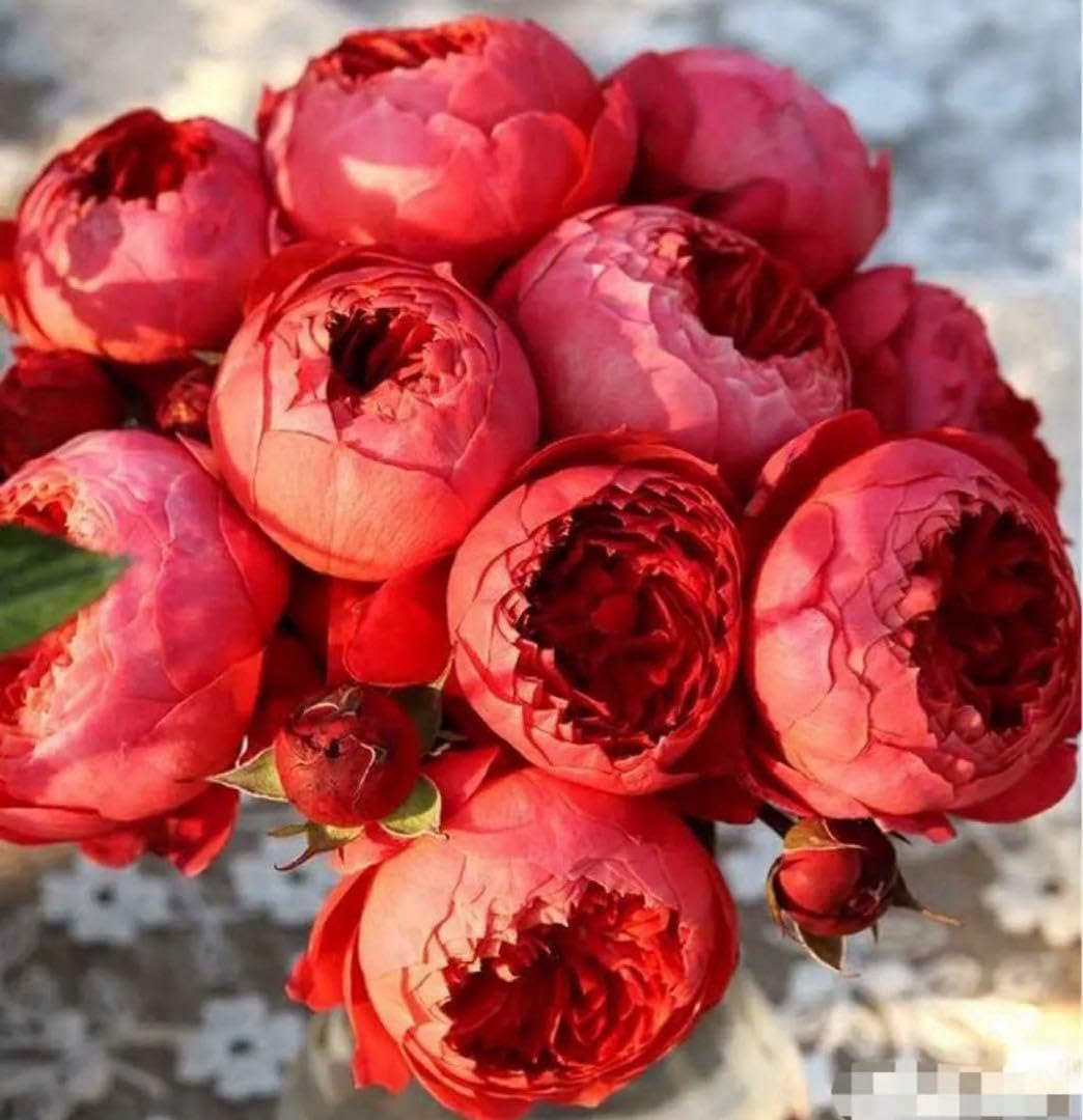 販売 バラ苗 四季咲き 育てやすい挿し木苗 バラ苗 四季咲き 育てやすい