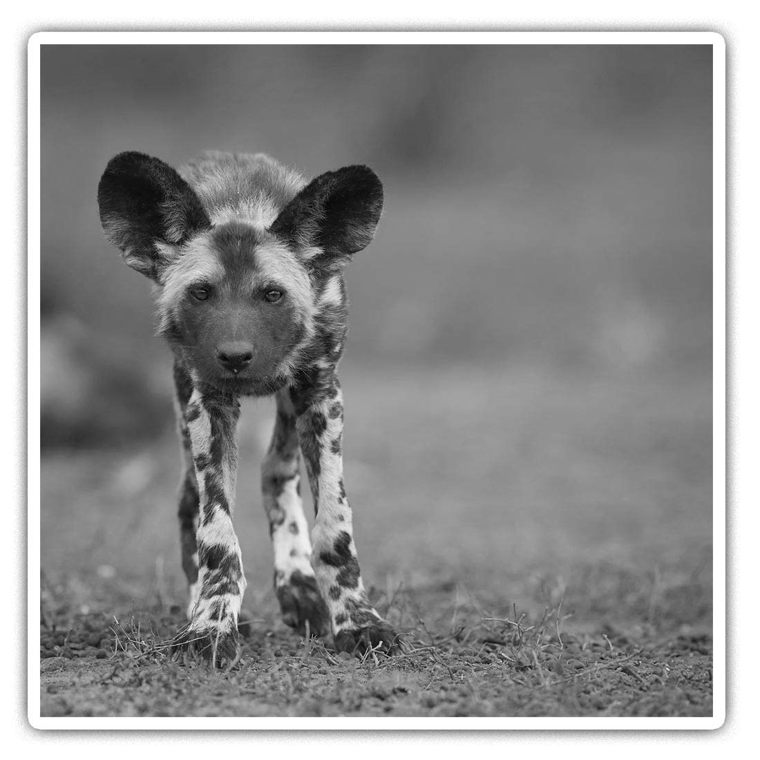 Destination Vinyl Ltd Multi 2 X Square 7.5Cm Vinyl Stickers - African Wild Dog Lycaon Pictus Puppy 36648