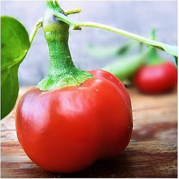 PREMIER SEEDS DIRECT Organic HOT Chilli Pepper - Large RED Cherry HOT 30 Seeds
