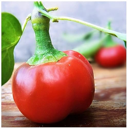 PREMIER SEEDS DIRECT Organic HOT Chilli Pepper - Large RED Cherry HOT 30 Seeds