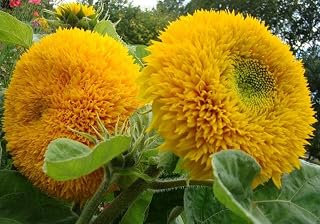 SeedsUA: Seeds Indoor Teddy Bear Ornamental Sunflower Double Dwarf Yellow Annual Flowers for Planting
