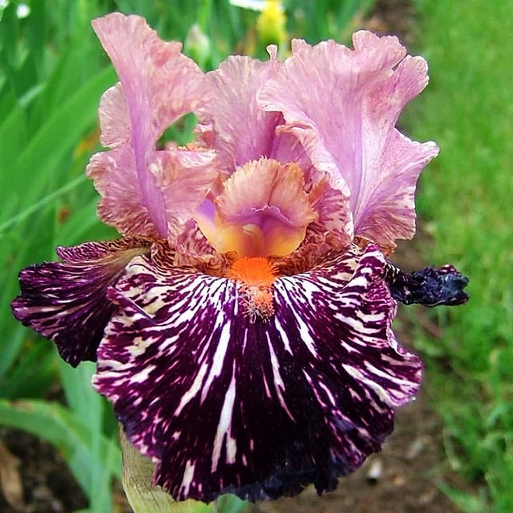 10Stück rosa und Violette Blütenblätter Iriszwiebeln unverzichtbare Landschaft im Garten zweifarbiges Spleißen seltene Sorten duftende Blumen ziehen Schmetterlingsbestäubung an