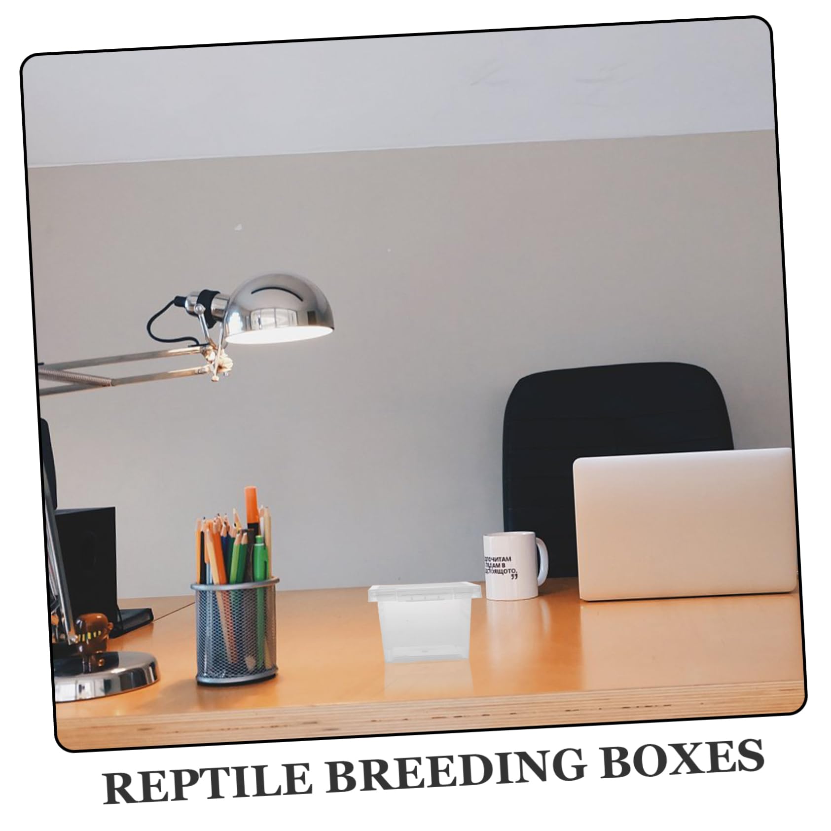 BESPORTBLE Caja de Cría Transparente para Reptiles 100 Piezas PP | Contenedor Compacto, Lote de 100 Unidades, , para Terrario y Accesorios