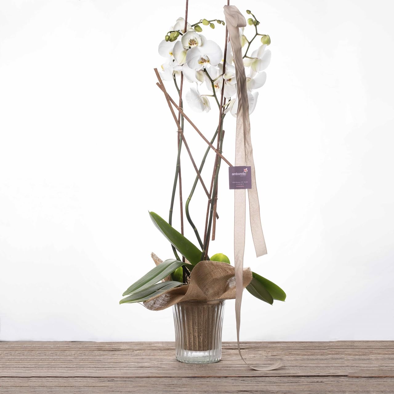AMBORELLA | Orquídea Phalaenopsis en base de cristal. | Entrega Rápida y Cuidada | Con Tarjeta de Dedicatoria Personalizada | Ideal para Regalo Sorpresa | Flores a Domicilio
