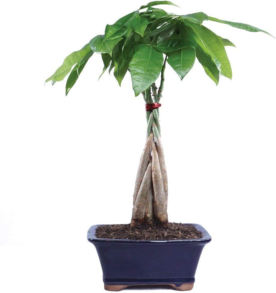 Brussel's Bonsai Live Money Indoor Bonsai Tree-4 Years Old 10" to 14" Tall with Decorative Container, Blank