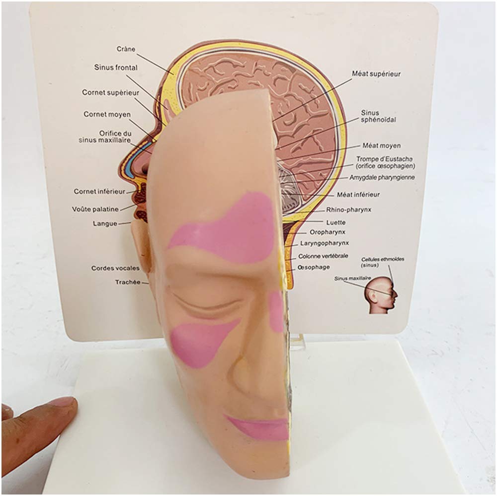 Testa Modello Anatomico - Modello di Faccia A Mezza Testa Anatomica Umana - Modello Anatomico Scientifico per Mezza Testa Fatta - per Insegnamento Medico Aiuto di Formazione Educativa