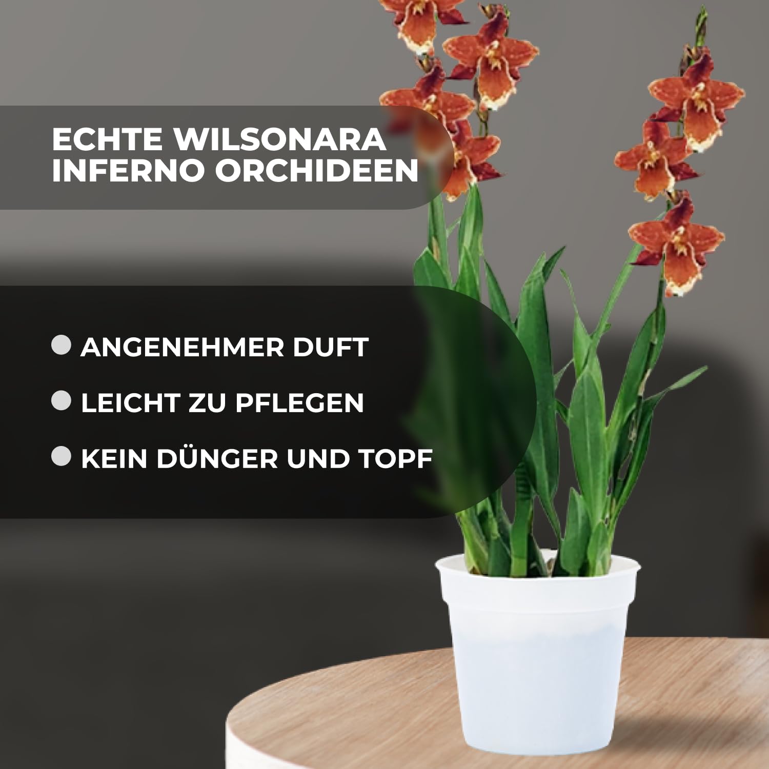 Echte Wilsonara Inferno Orchideen. 2 große Zimmerpflanzen aus Holland. 30-40 cm hoch mit Blüten und leicht duftend.(keine künstliche Orchidee, ohne Dünger und Topf, kein Samen und nicht winterhart)