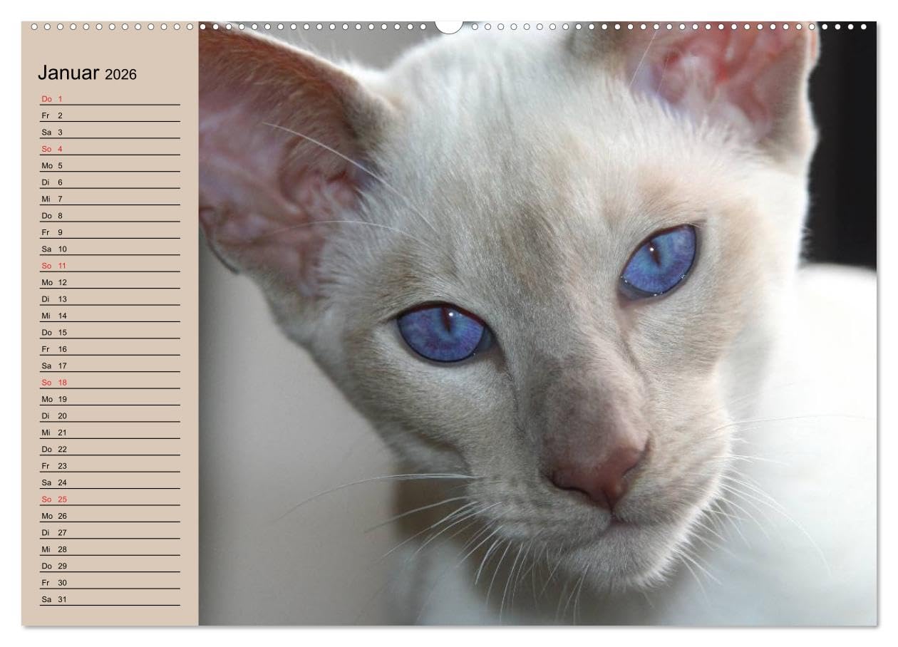 Siamkatzen - Kleiner Frechdachs mit Familie (Wandkalender 2026 DIN A2 quer), CALVENDO Monatskalender: Siamkätzchen `Moneypenny` mit der gesamten Katzenfamilie (CALVENDO Tiere)