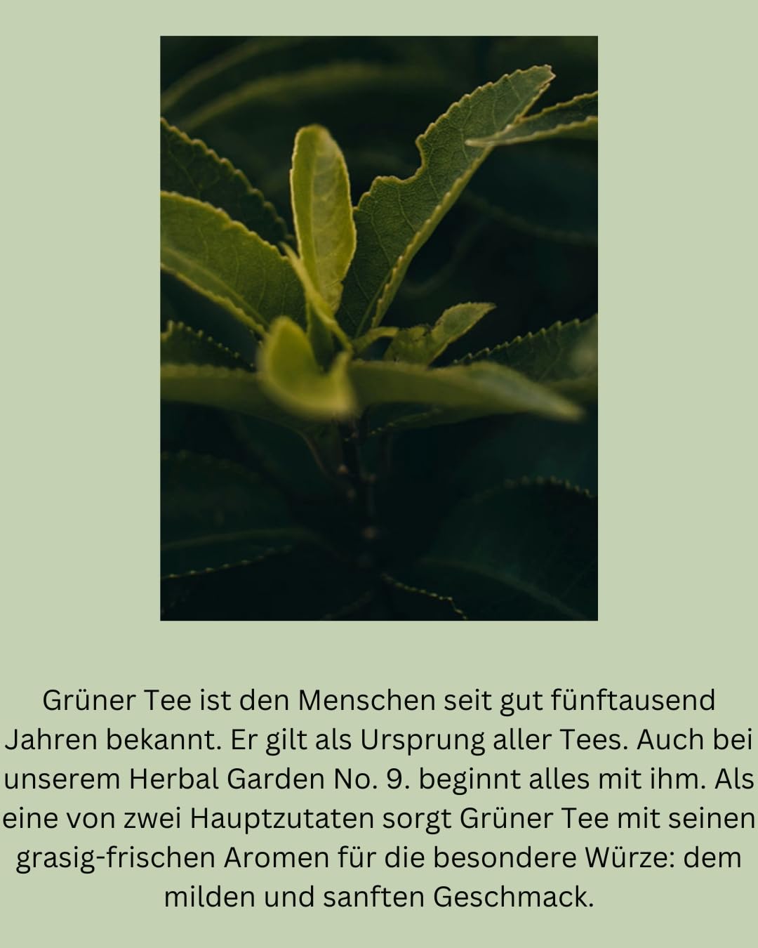 Tea Royal - Herbal Garden | Sparkling Tea | alkoholfreie Champagner Alternative | alkoholfreie Sekt Alternative | statt alkoholfreier Wein | alkoholfreier Aperitif (Herbal Garden)