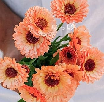 Amazon.co.jp: 花の種 優しい色のキンセンカ ピンクサプライズ15