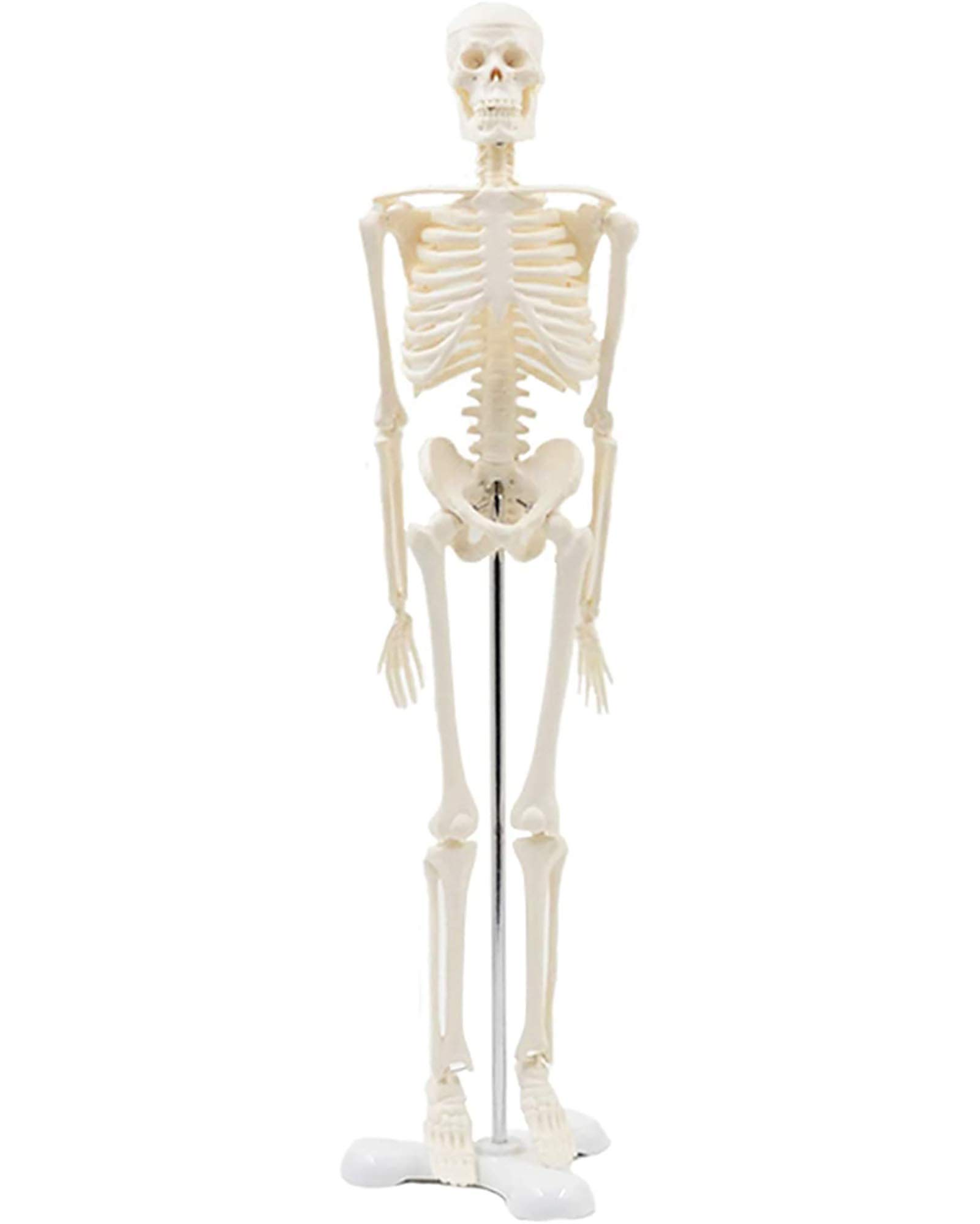 Buy 45CM Human Skeleton Model Removable Skeleton Teaching Anatomy Model