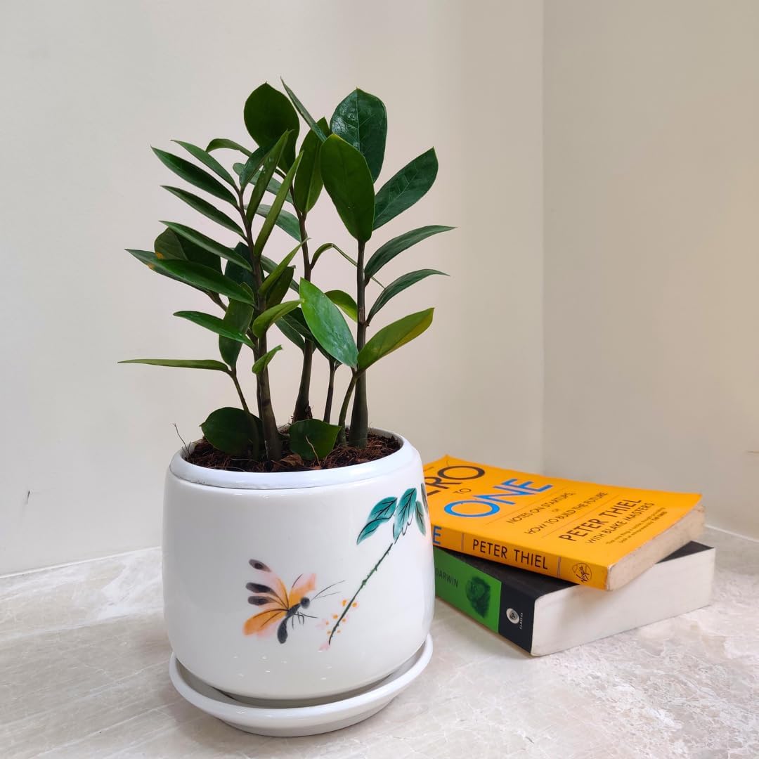 CAPPL Zamia ZZ Indoor Air Purifying Plant with Plastic Pot (Zamioculcas Zamiifolia) 4