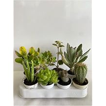 Gardenbox 8'li Bitki Seti, Aloe Vera, Para Sukulent, Ta  Kakt s, Kokulu Benjamin, Kakt s, Ay  Pen esi
