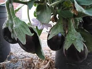 Eggplant Black Beauty 15 Seeds