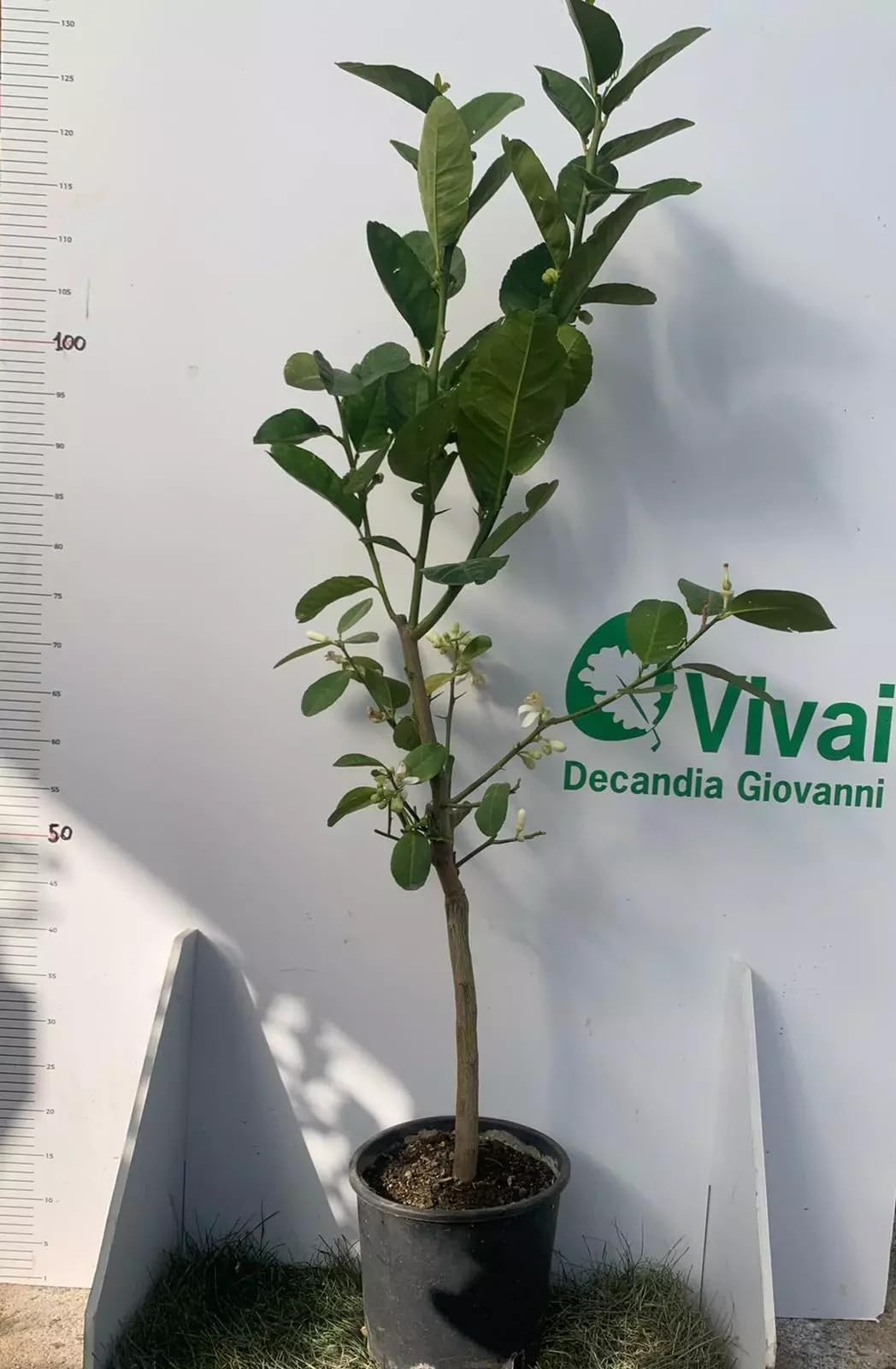 PIANTA DI LIMONE MANO DI BUDDHA innesto basso in vaso 20 (foto reali)