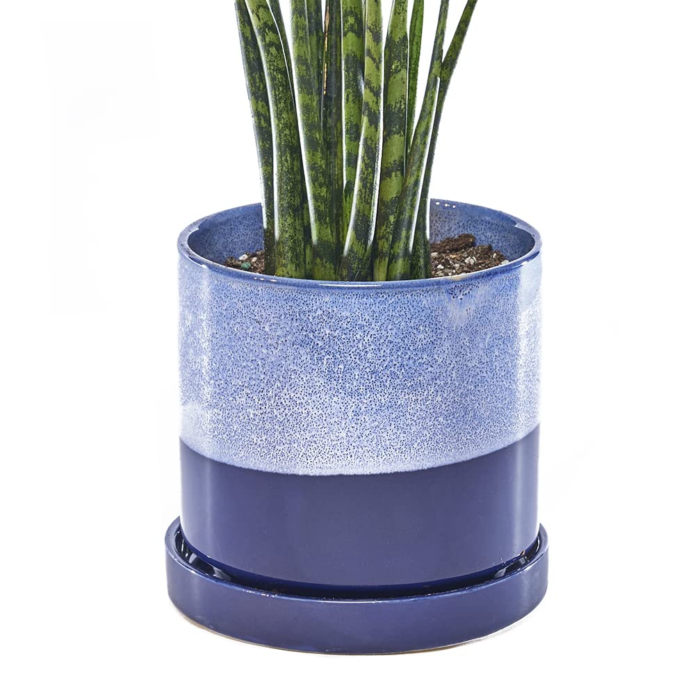 Jive � Minuto, suculento, cactus y platillo de cer�mica para flores y plantas con agujero de drenaje y platillo desmontable, ideal para decoraci�n de interiores y exteriores