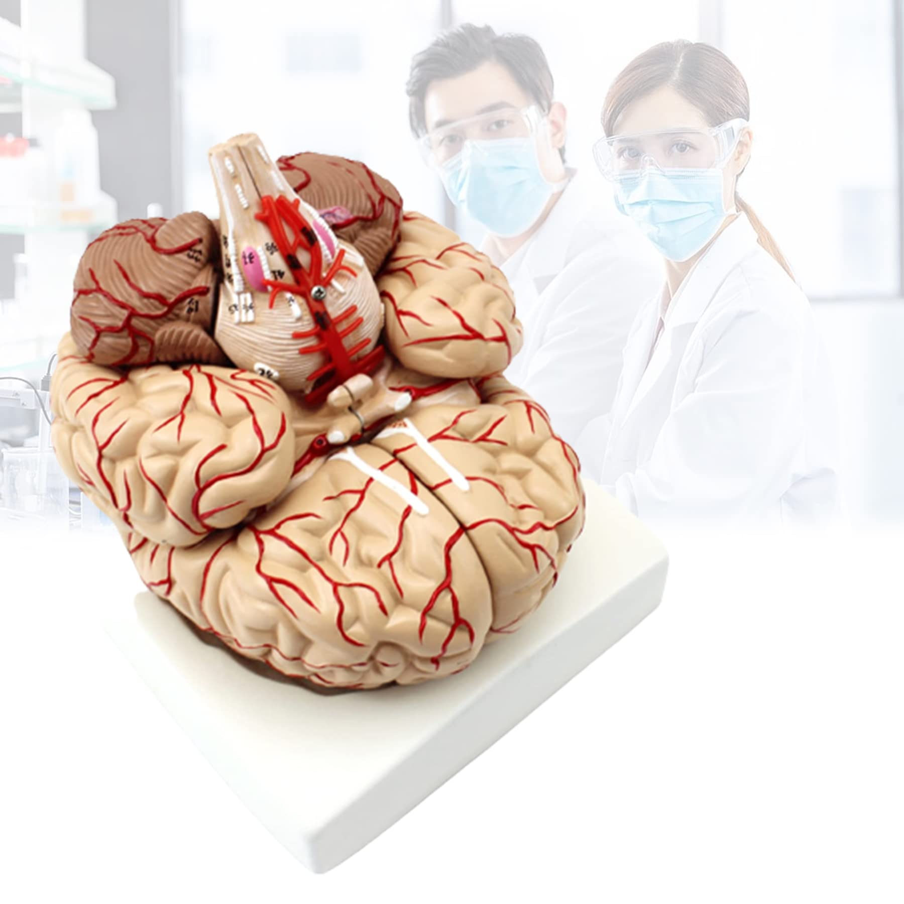 脳血管模型　教育説明用（脳血管模型が必要な人のために） 脳血管模型 教育説明用（脳血管模型が必要な人のために） - メルカリ