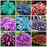 390+ Rare Hosta Seeds for Planting Perennial Heart-Shaped Hosta Bare Roots - Rich Foliage, Heart Shaped Leaves, Outdoor Garden Attract Pollinators Bonsai Decoration