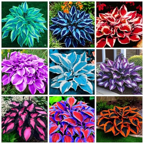 390+ Rare Hosta Seeds for Planting Perennial Heart-Shaped Hosta Bare Roots - Rich Foliage, Heart Shaped Leaves, Outdoor Garden Attract Pollinators Bonsai Decoration