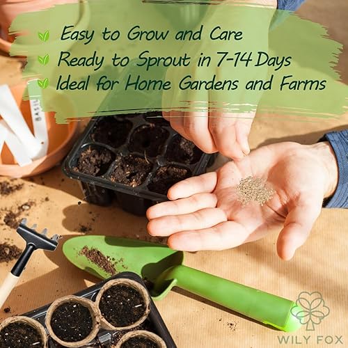 Miniatura 3 de Semillas de grosella espinosa Cape Premium (Physalis peruviana)  Más de 100 semillas de reliquia sin OMG para plantar  Cerezas molidas dulces y