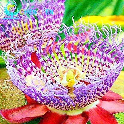 Passiflora Quadrangularis Passion Melon Seeds Perennial Fancy Flower Large Fruit