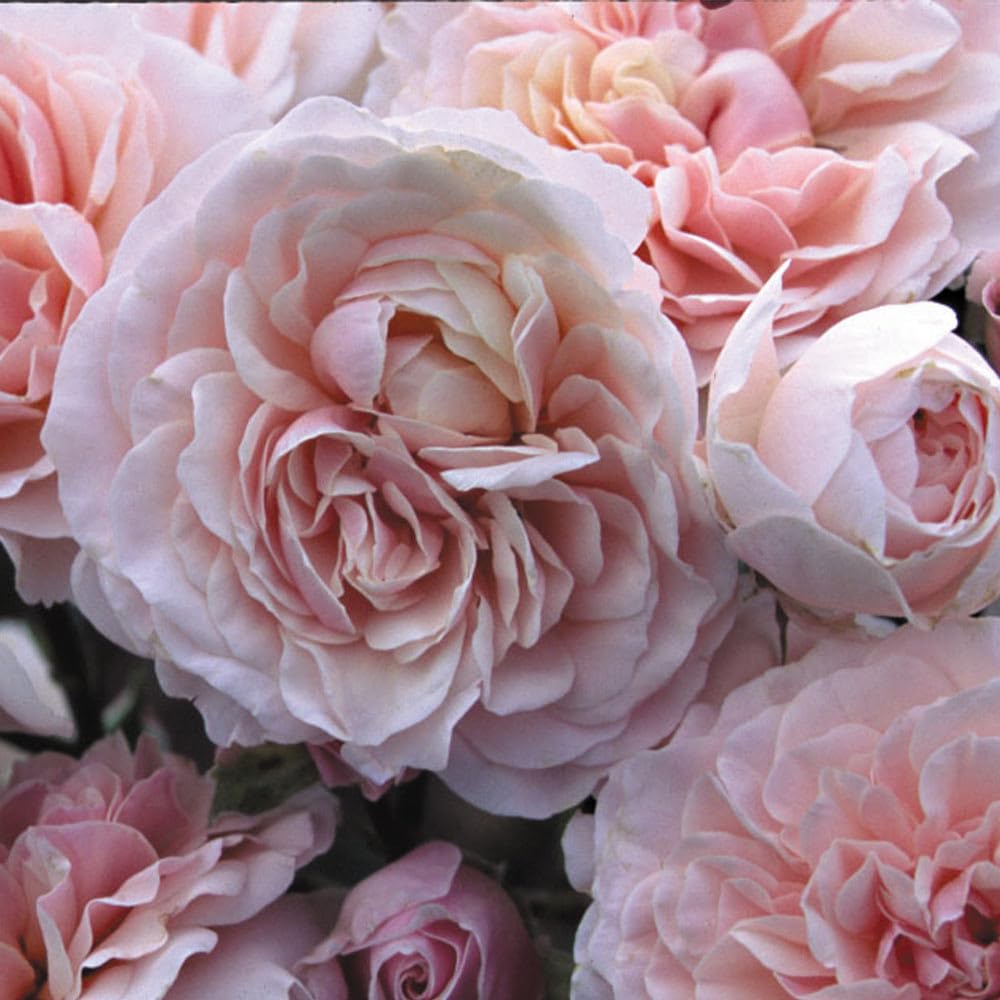 Amazon.com : Heirloom Roses Rose Plant - Lexy™ Pink Rose Bush