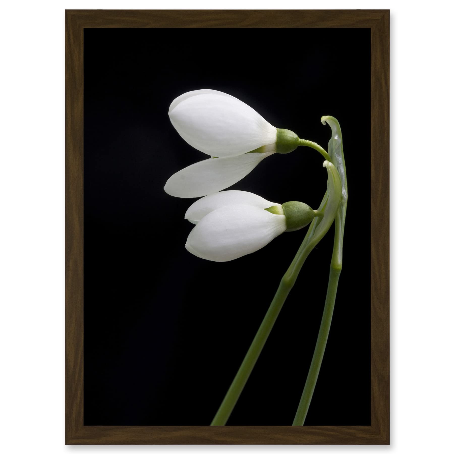 Artery8 Snowdrops Spring Flowers Bloom White Black A4 Artwork Framed Wall Art Print