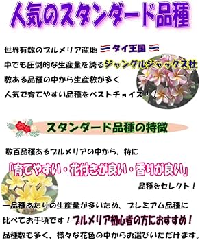 Amazon.co.jp: プルメリア ディバイン 5号鉢 ☆スタンダード品種