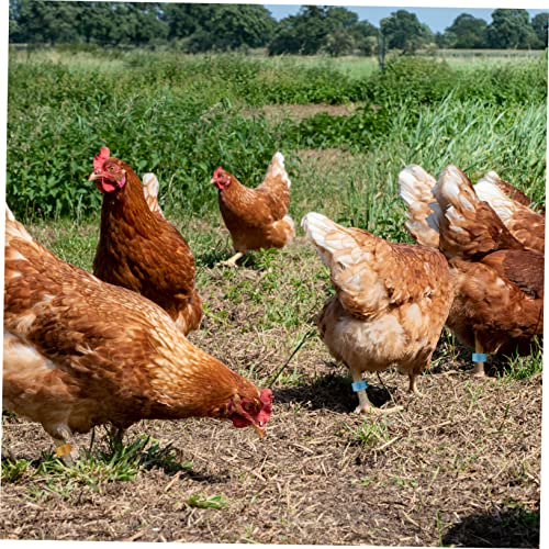 Happyyami 200 Unidades Frango com anéis de pé etiquetas de plástico bandas de pernas de frango rótul