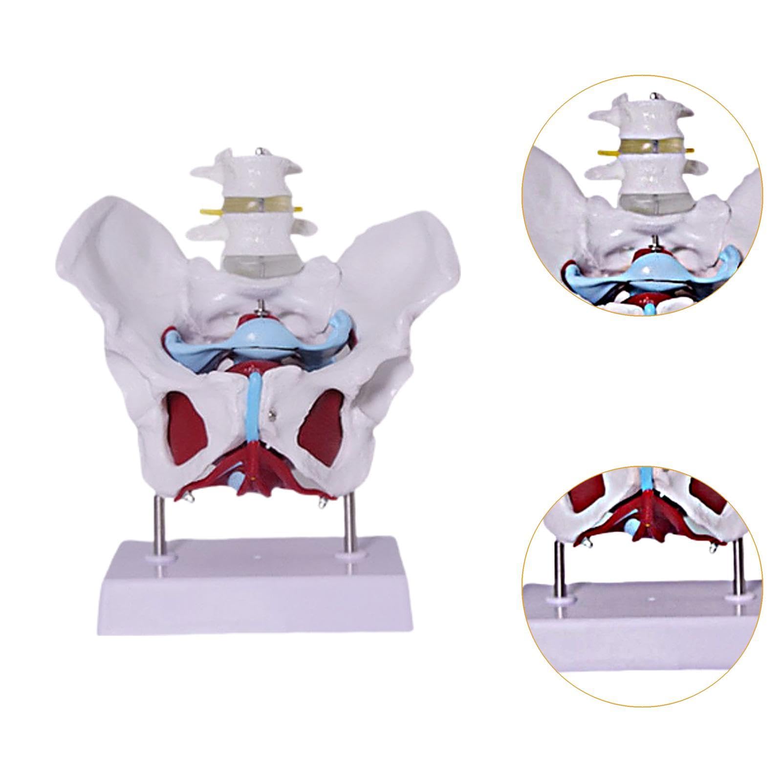 Modelo de Pelvis Femenina para Enseñanza Profesional Esqueleto Anatómico Humano Modelo Médico Educativo en PVC Sólido Adecuado para Formación Médica E, Style D
