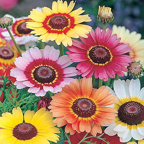M-Tech Gardens Rare Chrysanthemum" Rainbow Mix" Flower Seeds for Growing (50 Seeds Pack)- CHR104-image-26