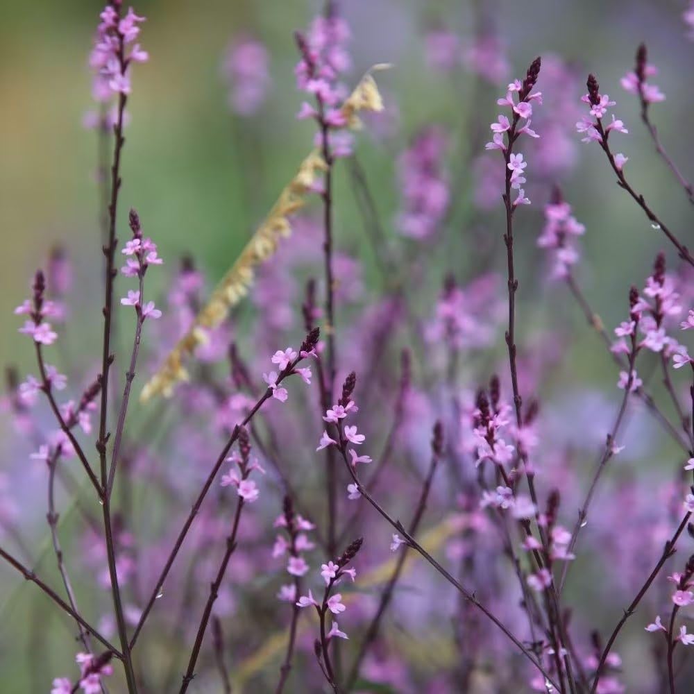 Plant Theory 9cm Pot Verbena Officinalis Grandiflora Bampton Vervain Perennial