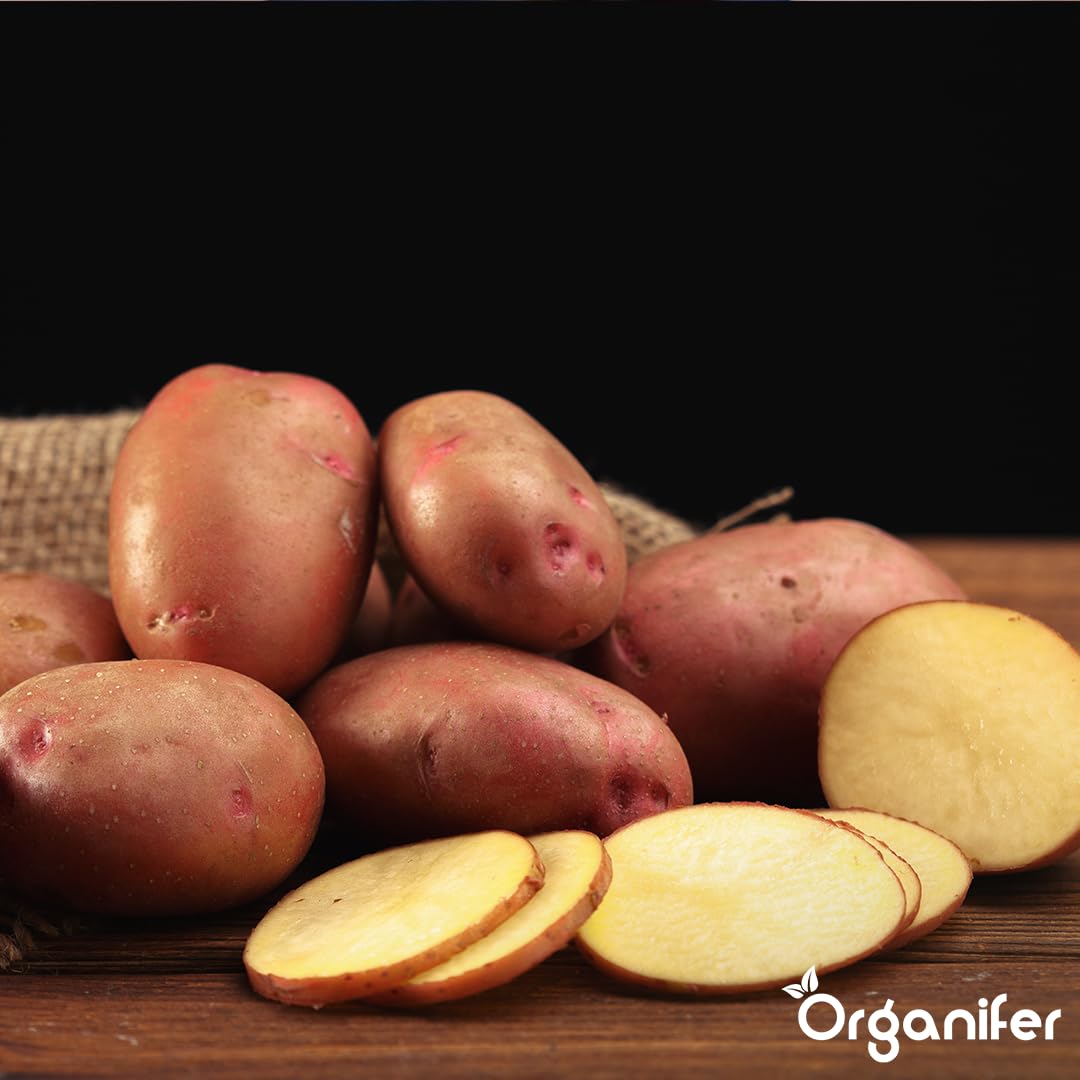 Patate Da Seme Biologiche Alouette A 28/35-500 Kg - Materiale Di Semina - Certificazione Skal Et Nak - Raccolta Dopo 90 Giorni - Resistenza Alle Malattie Contro Phytophthora - Organifer