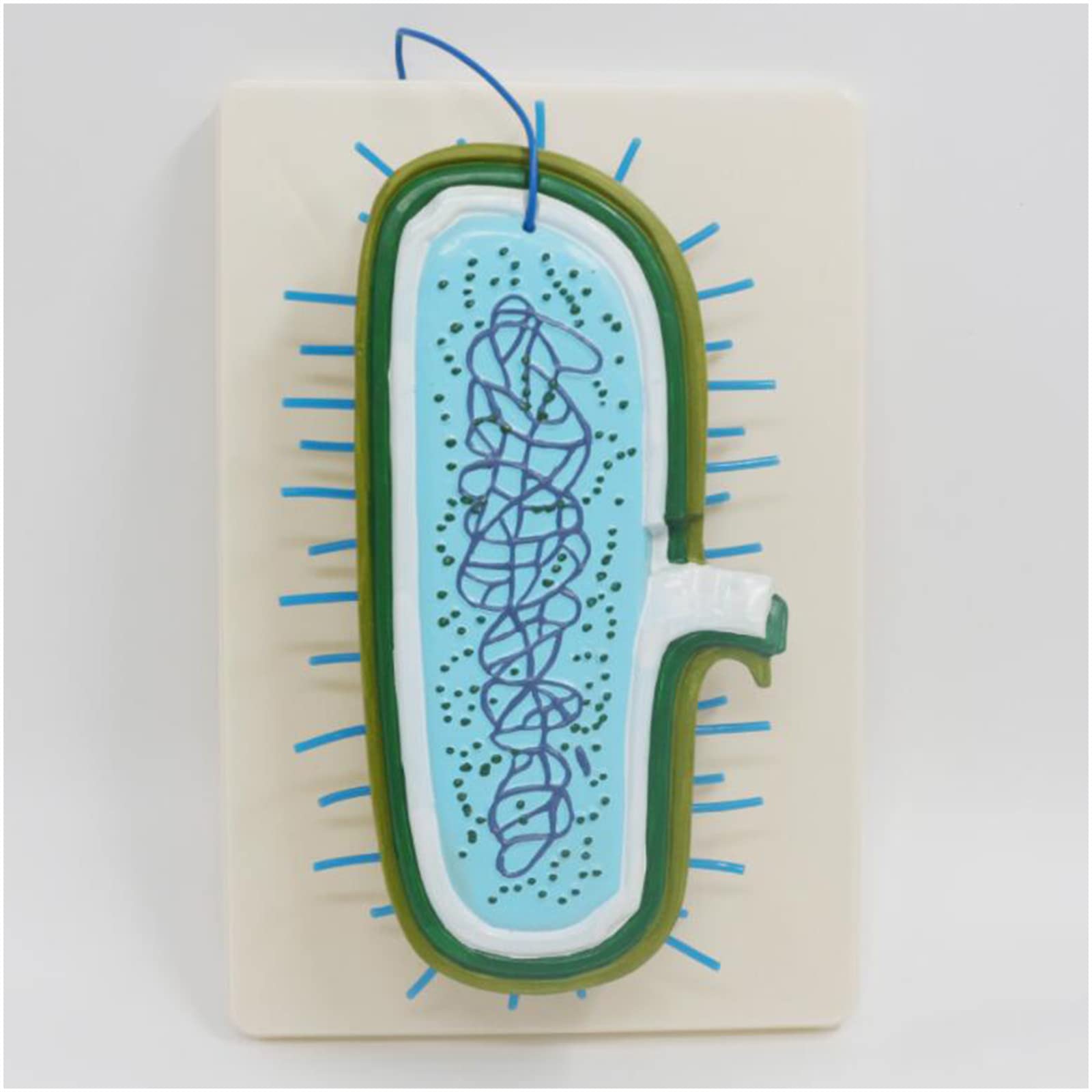 Modello anatomico dei batteri di biologia ingrandita Modello educativo dei batteri per l'attrezzatura didattica di biologia della scuola media, forniture di laboratorio