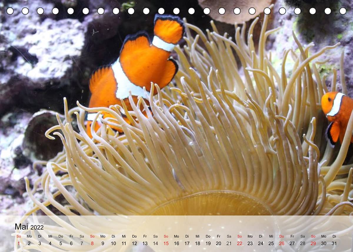Die Welt der Riffe. Seesterne, Korallen, Anemonen (Tischkalender 2022 DIN A5 quer): Die erstaunlichen Gärten und Blütenformen der Meere (Monatskalender, 14 Seiten ) (CALVENDO Tiere)