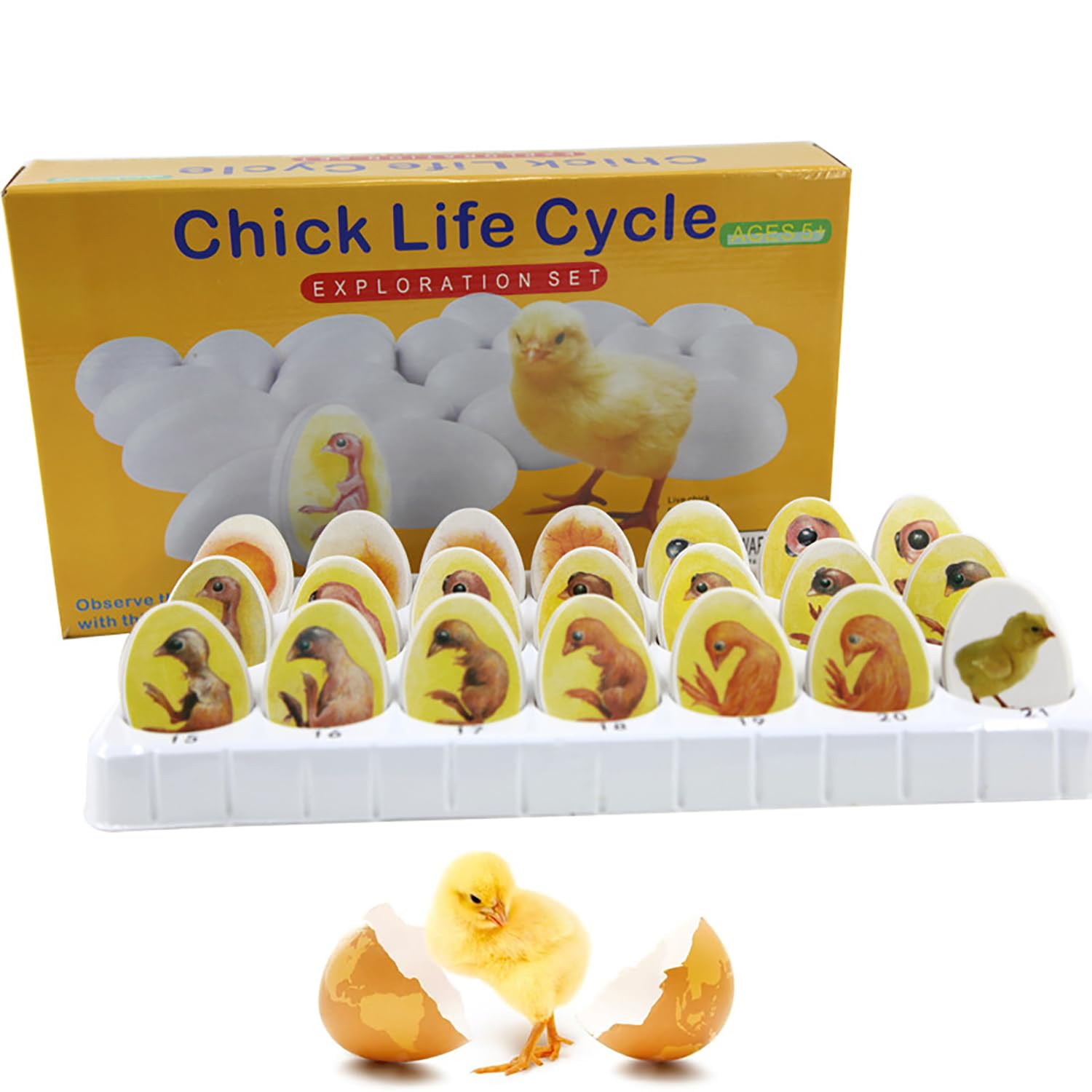 MiBoce Chick Life Cycle Exploration Set, Chick Embryo Growth Model, 21 Plastic Eggs, Anatomy Drawings, Egg Hatching Development Process Biological Teaching Model, for Study Teaching