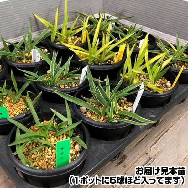 Amazon.co.jp: 国華園 山野草 サギソウ おまかせミックス (品種