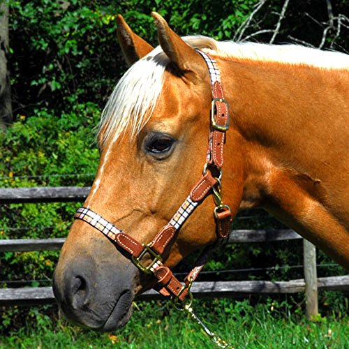 Intrepid International beige matériel équitation cheval et poney résistant