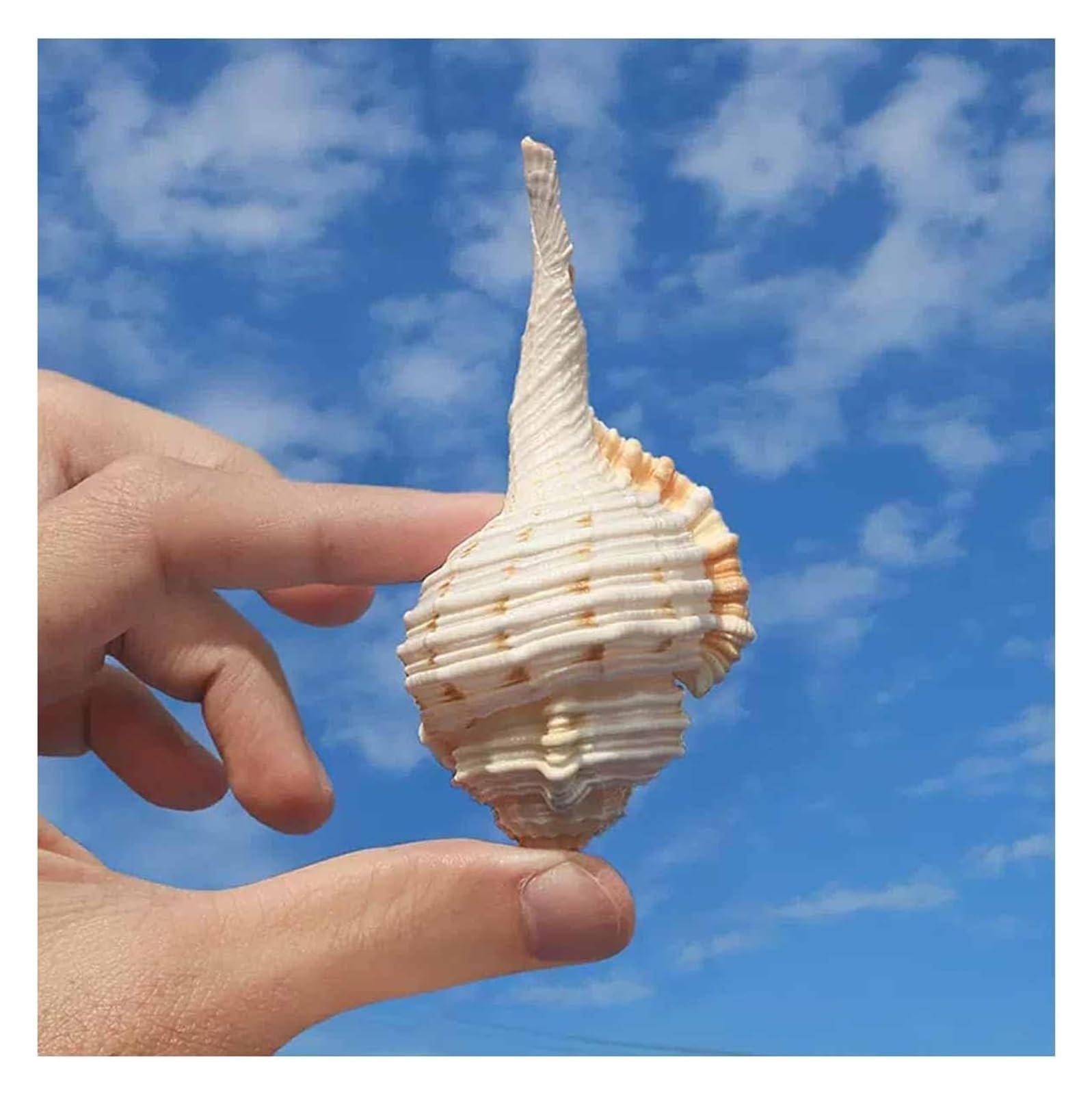 YKMYXZ shells， Shells 5~8Cmfor Wedding Decor Beach Theme Party, Home Decorations(7~8cm)